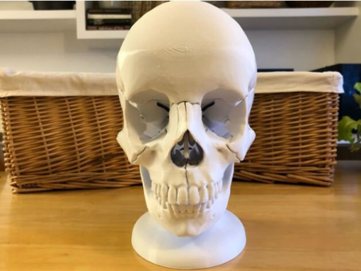 Anatomy Human Skull head bones components skeleton head 3D print