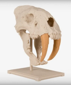 Skull Saber Toothed Cat Dinosaur skull big tooth cat skeleton 3D Print file