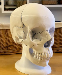 Anatomy Human Skull head bones components skeleton head 3D print