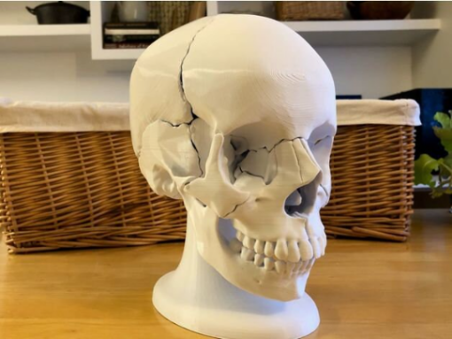 Anatomy Human Skull head bones components skeleton head 3D print