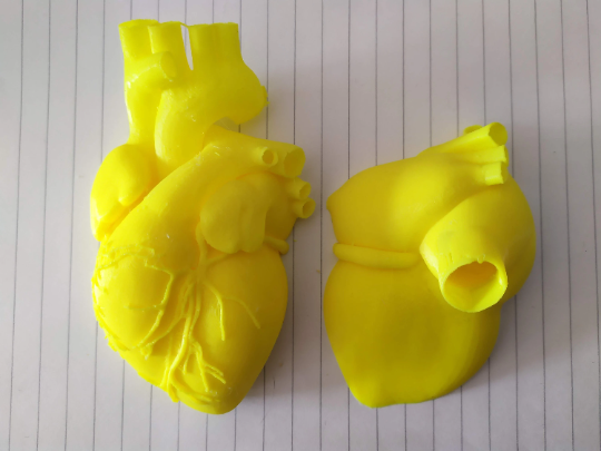 3D heart anatomical human heart human body life size heart 3d print