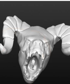 Fallout Deathclaw Skull Trophy Model Stl 3d print file