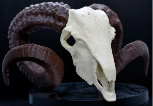 Ram Skull Goat 3d print