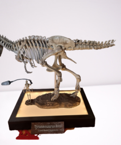T Rex Skeleton Real Model 3d print