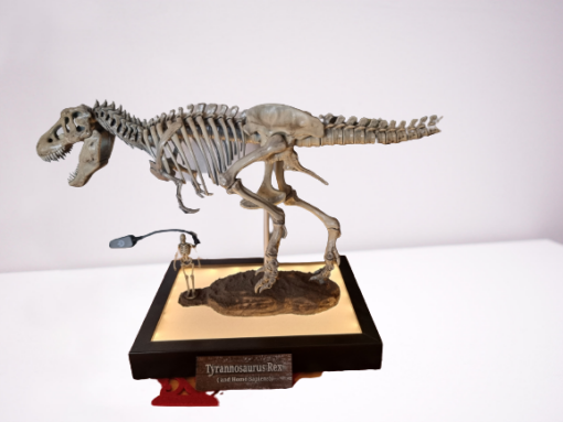 T Rex Skeleton Real Model 3d print