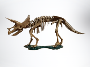 Triceratops Dinosaur Complete Skeleton Model Toy 3d print