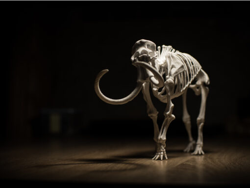 Mammoth Museum Skeleton Model 3d print