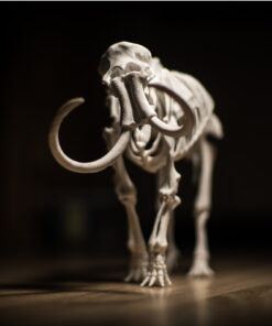 Mammoth Museum Skeleton Model 3d print