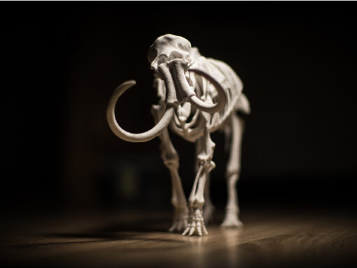 Mammoth Museum Skeleton Model 3d print